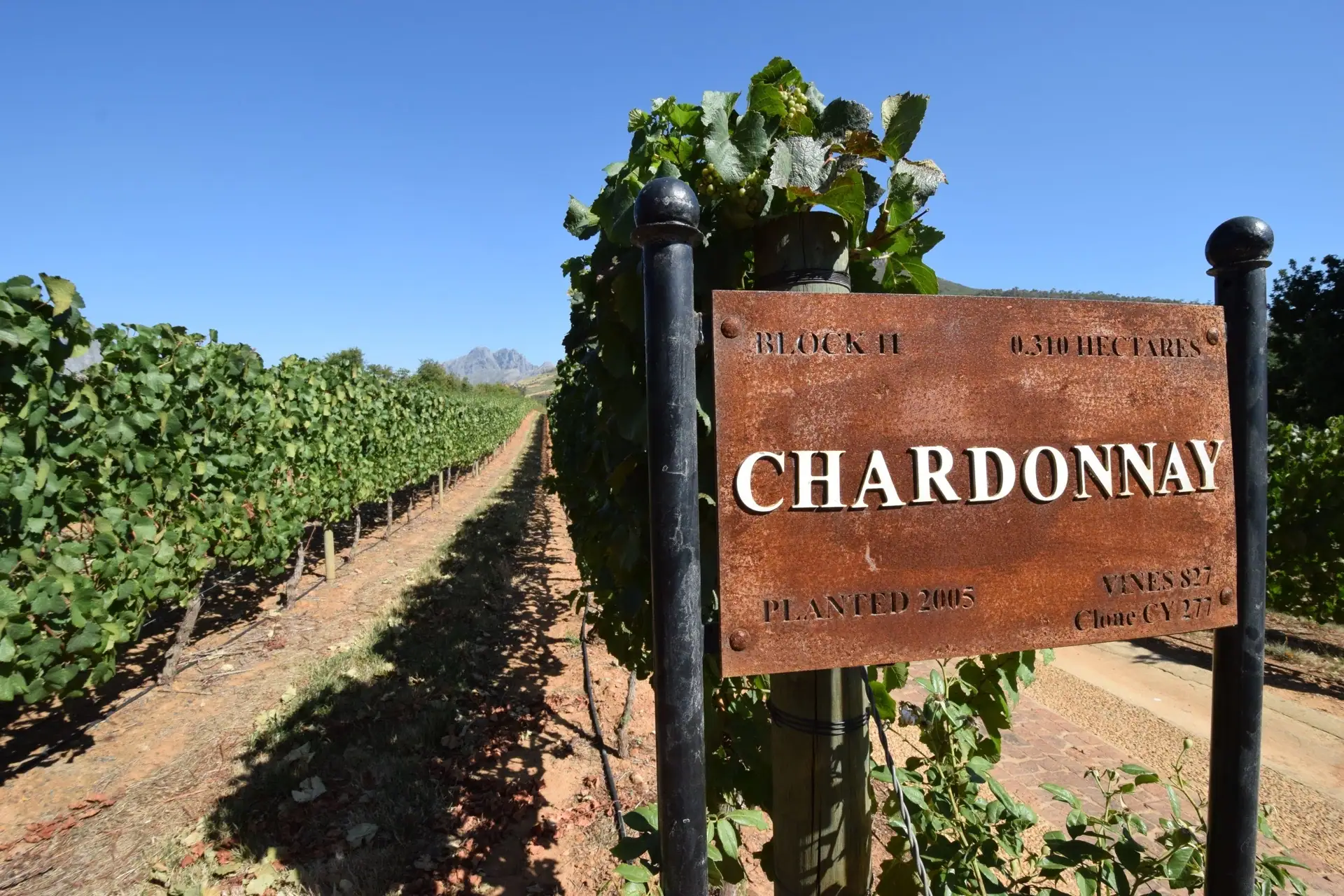 Vine row with a “Chardonnay” sign at a South African winery